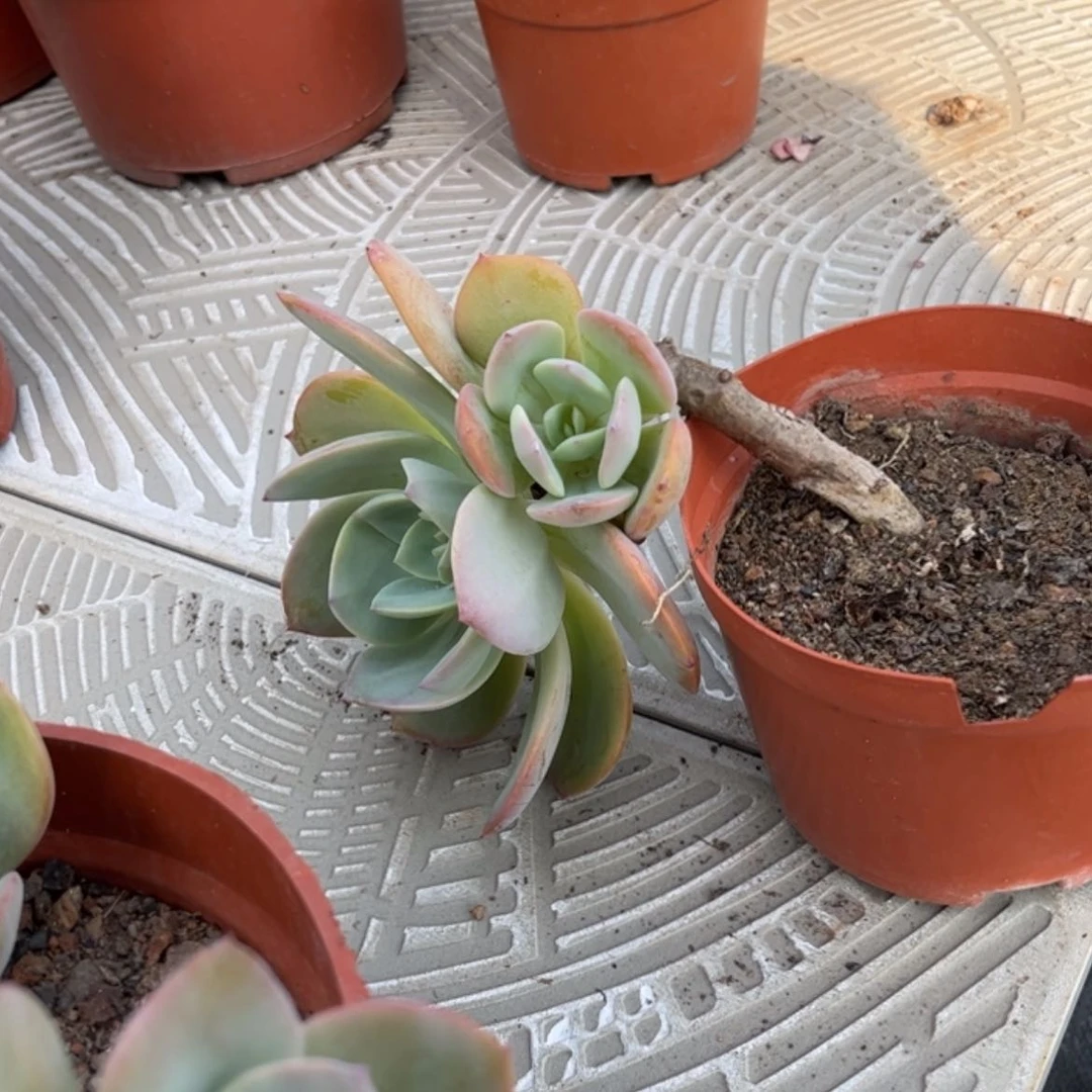 【闪购商品】无花朵往***飘