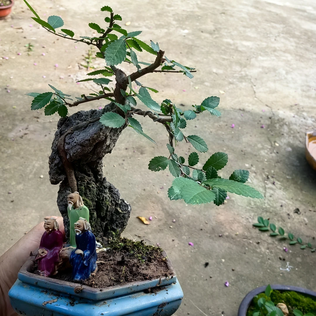符石小叶榔榆盆景不含盆中摆件