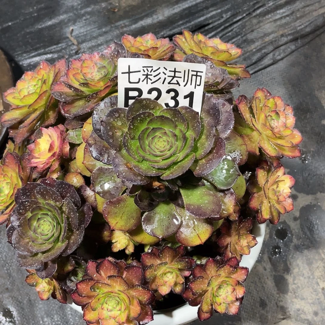 小***女暖暖法师B231–七彩58福利福利购