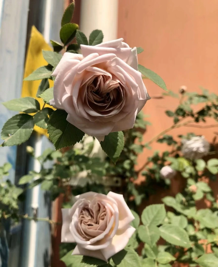 【灰色星期三】1.5米爬藤月季藤本花苗四季庭院阳台花卉地栽盆栽