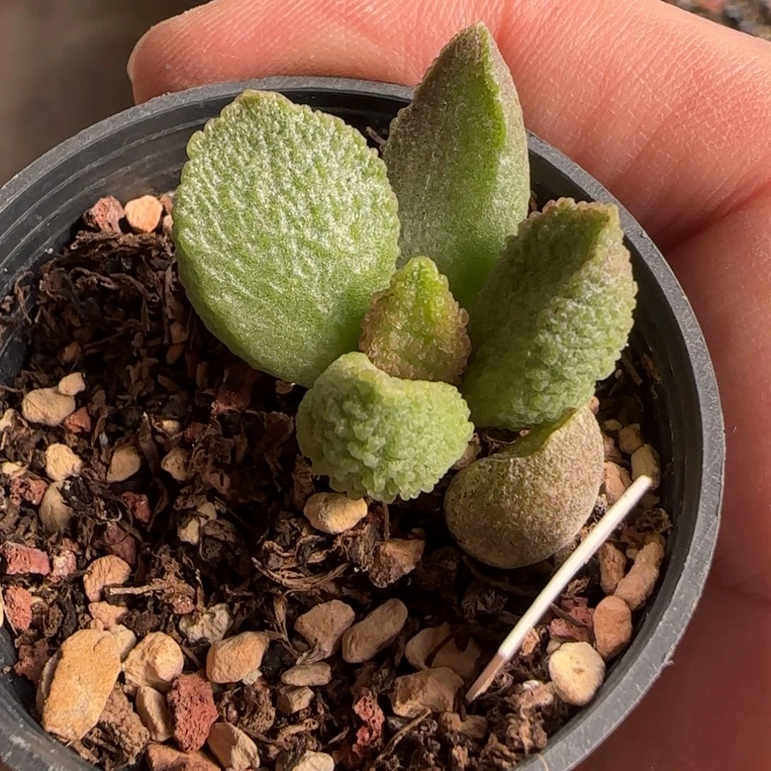 实生水泡多肉植物