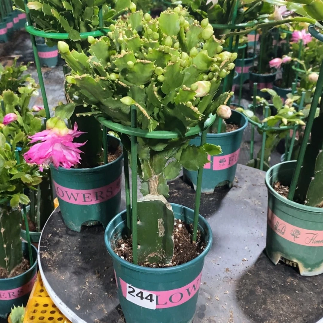 【闪购商品】当前无花朵，栽培后可花朵快***?244嫁接2277