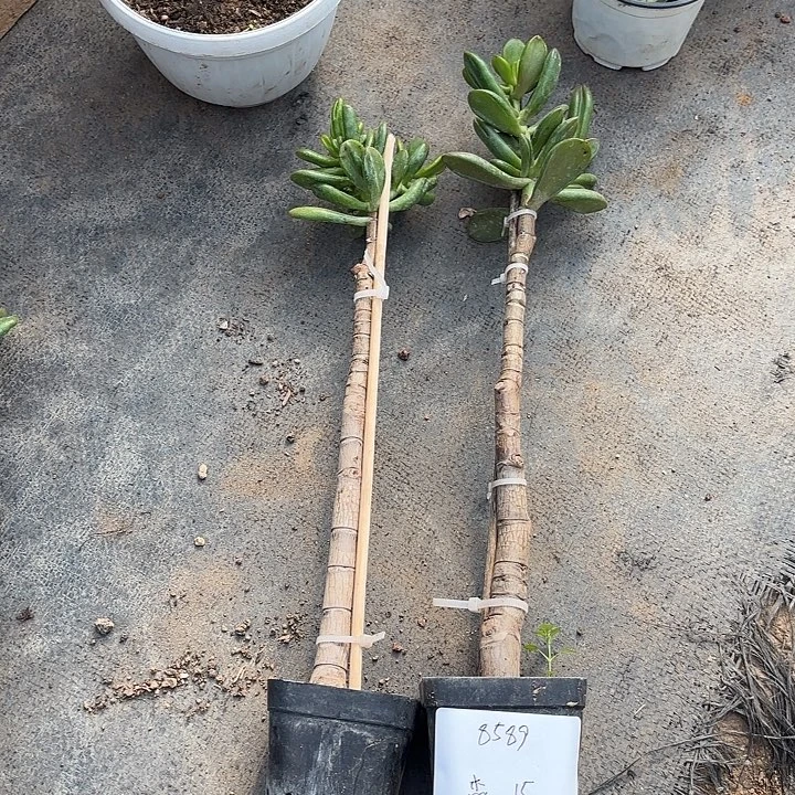 杰***弟当前无花栽培后可以开花招财猫15