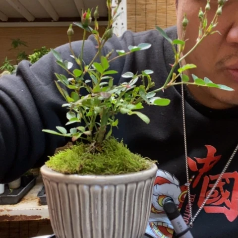 红陶糖***菇一物一拍所见即所得128