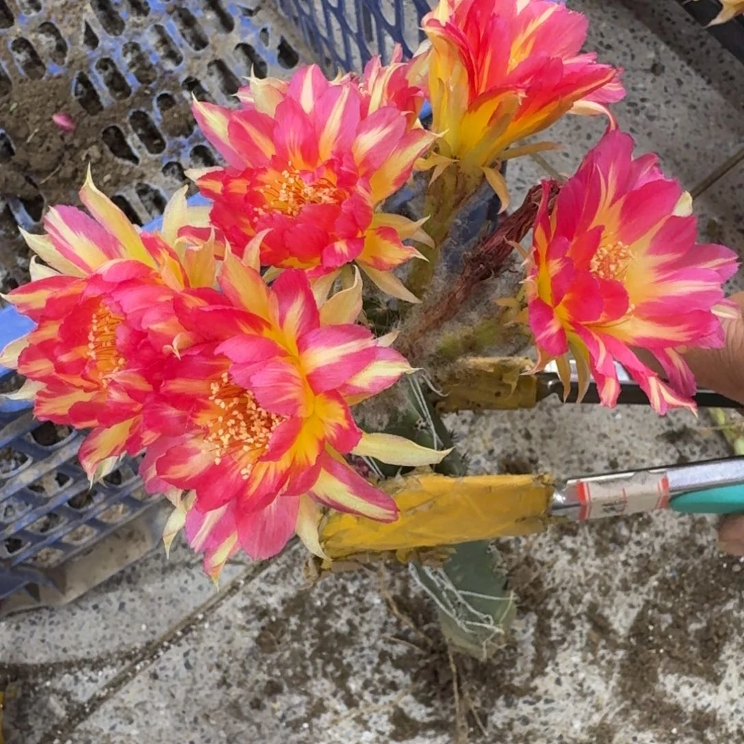 329嫁接新品丽花脱土掰花发货斑，20包邮