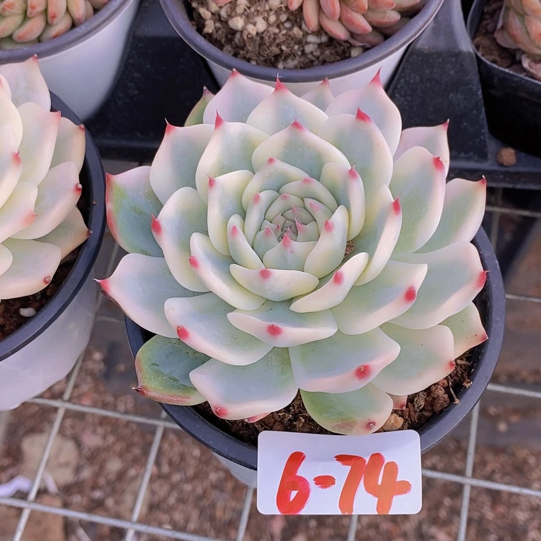 6-74 吉娃娃锦一物一拍