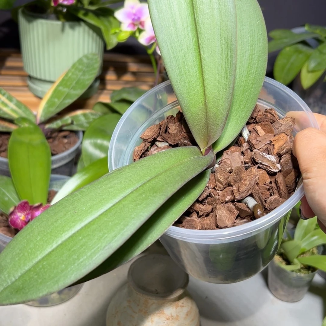 三***泰当前无花栽培后可以开花