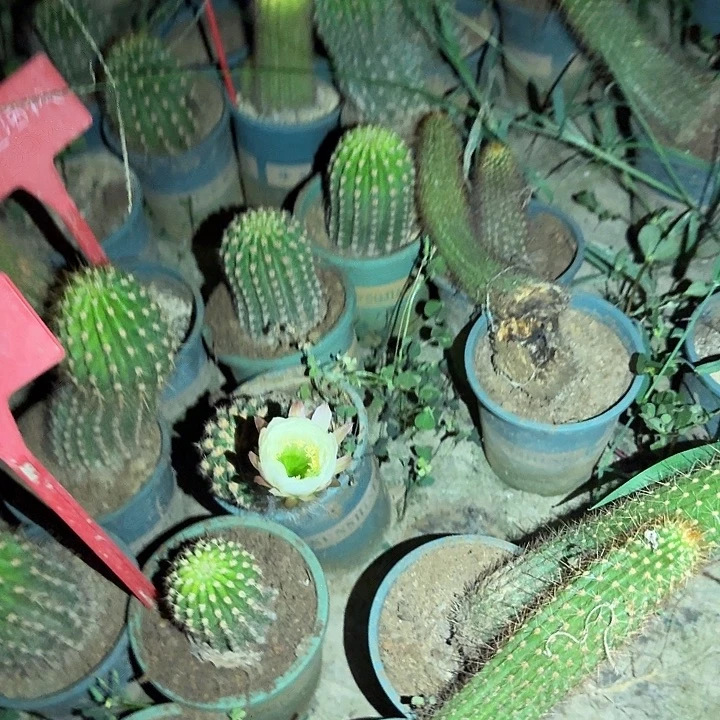 苏***Y世界小姐侧芽仙人球