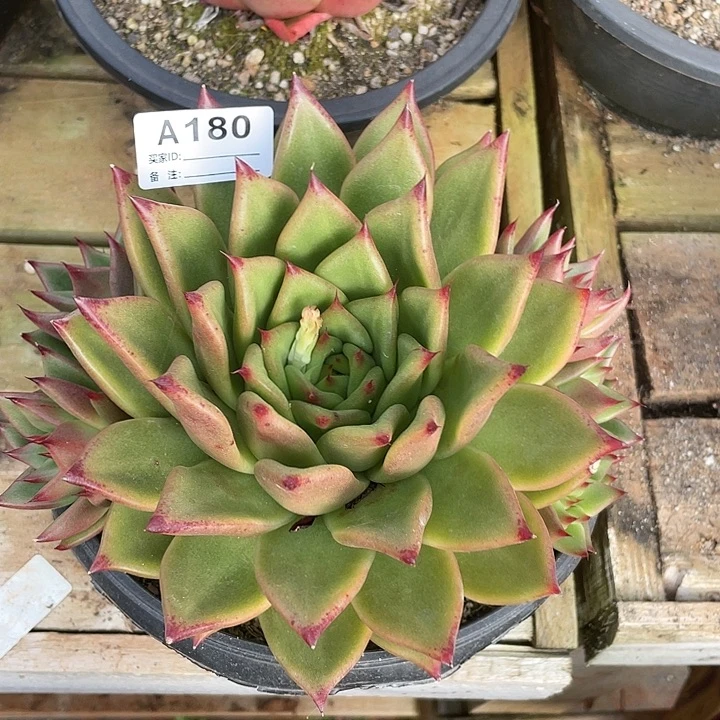 若如东云单拍A180