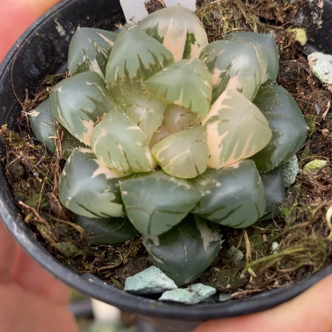 578水中月玉露锦，，，