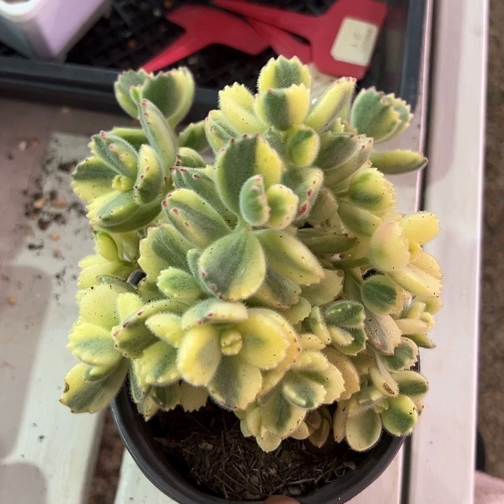 熊童子38包邮多肉植物