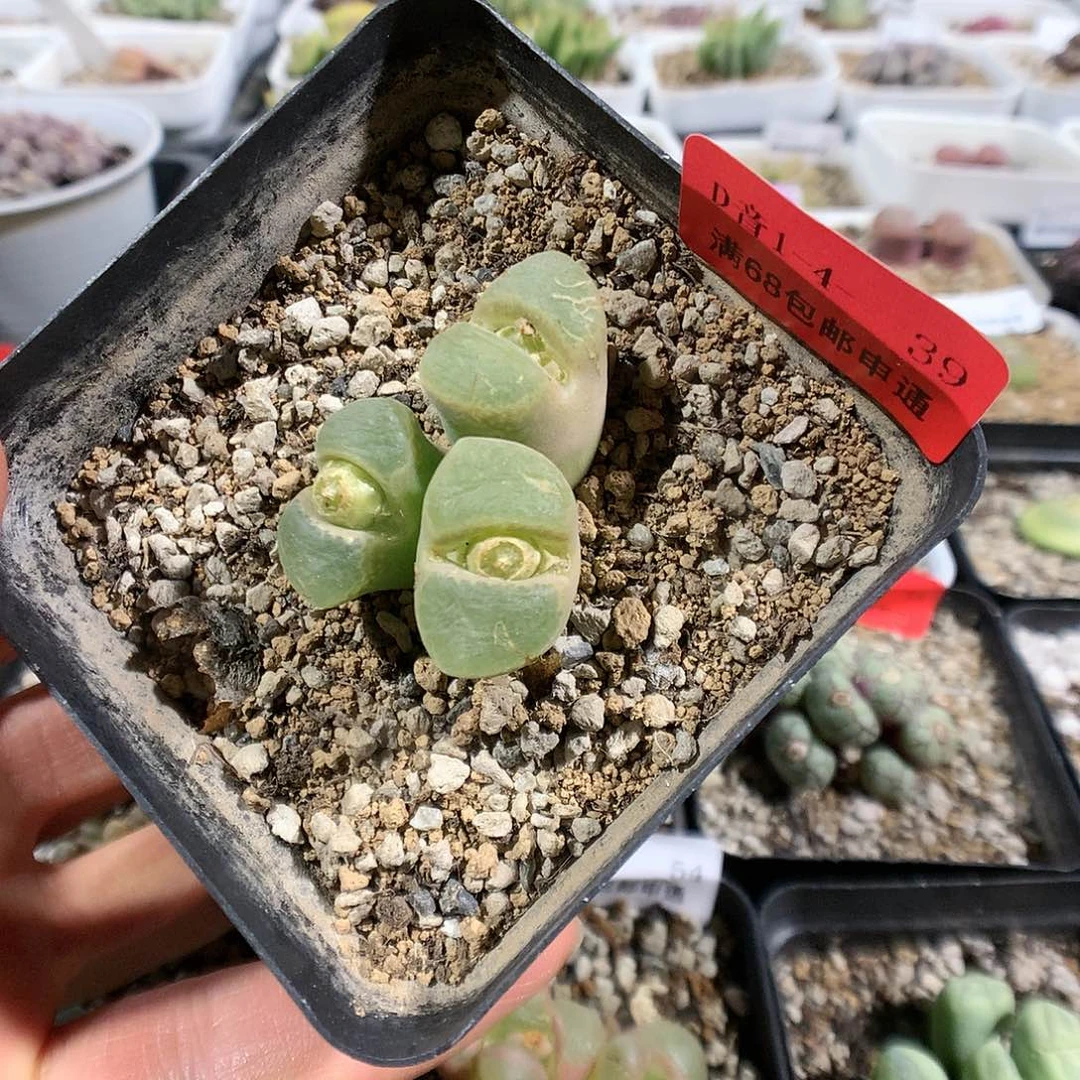 1-4-39        风铃