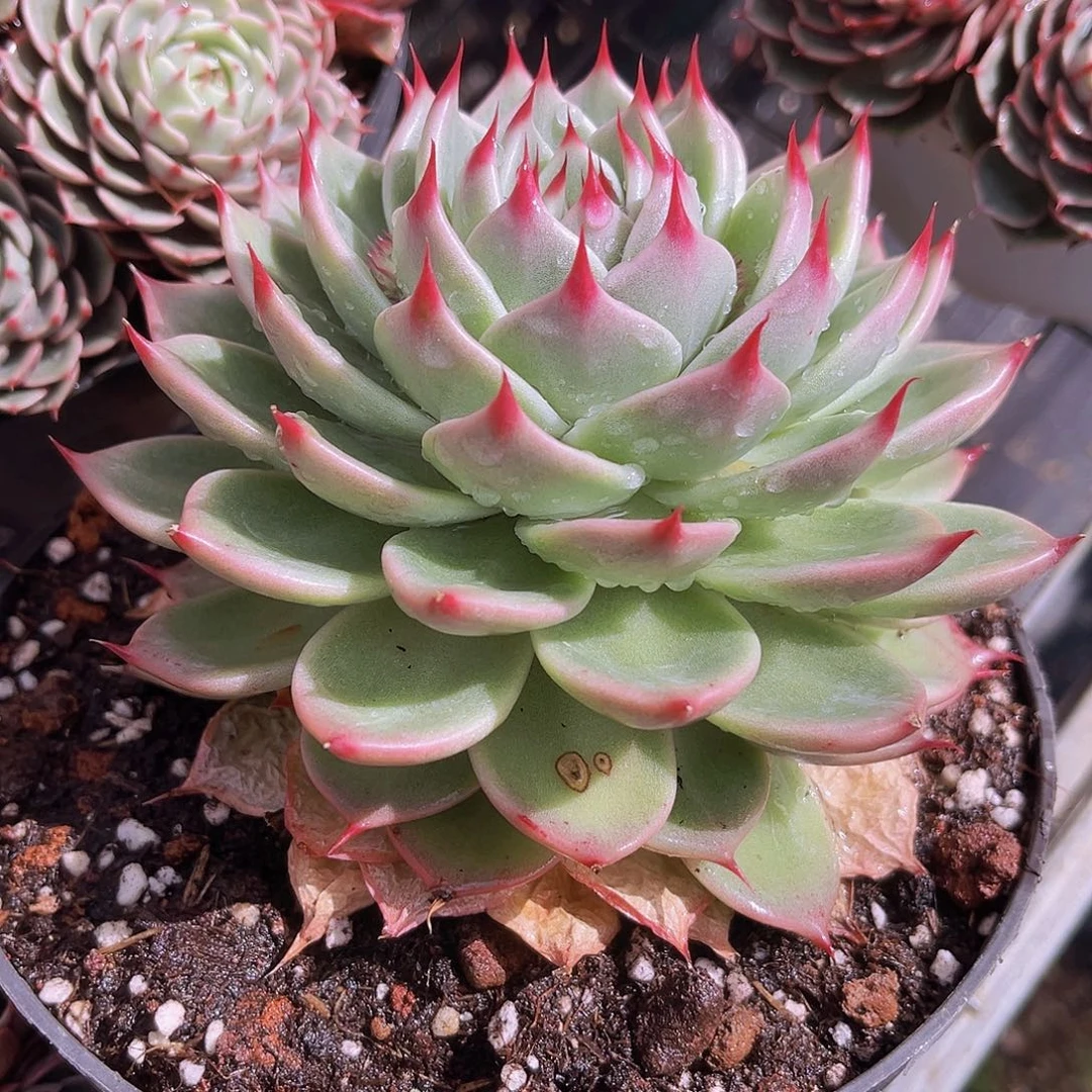 托斯卡13公分999999