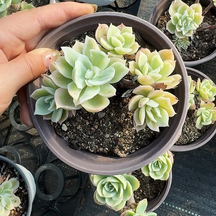 心*满20包邮多肉植物