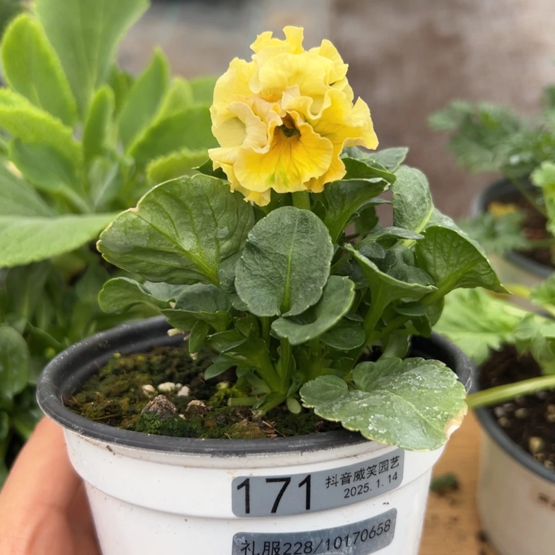 红陶抖音威笑直播间闪拍171