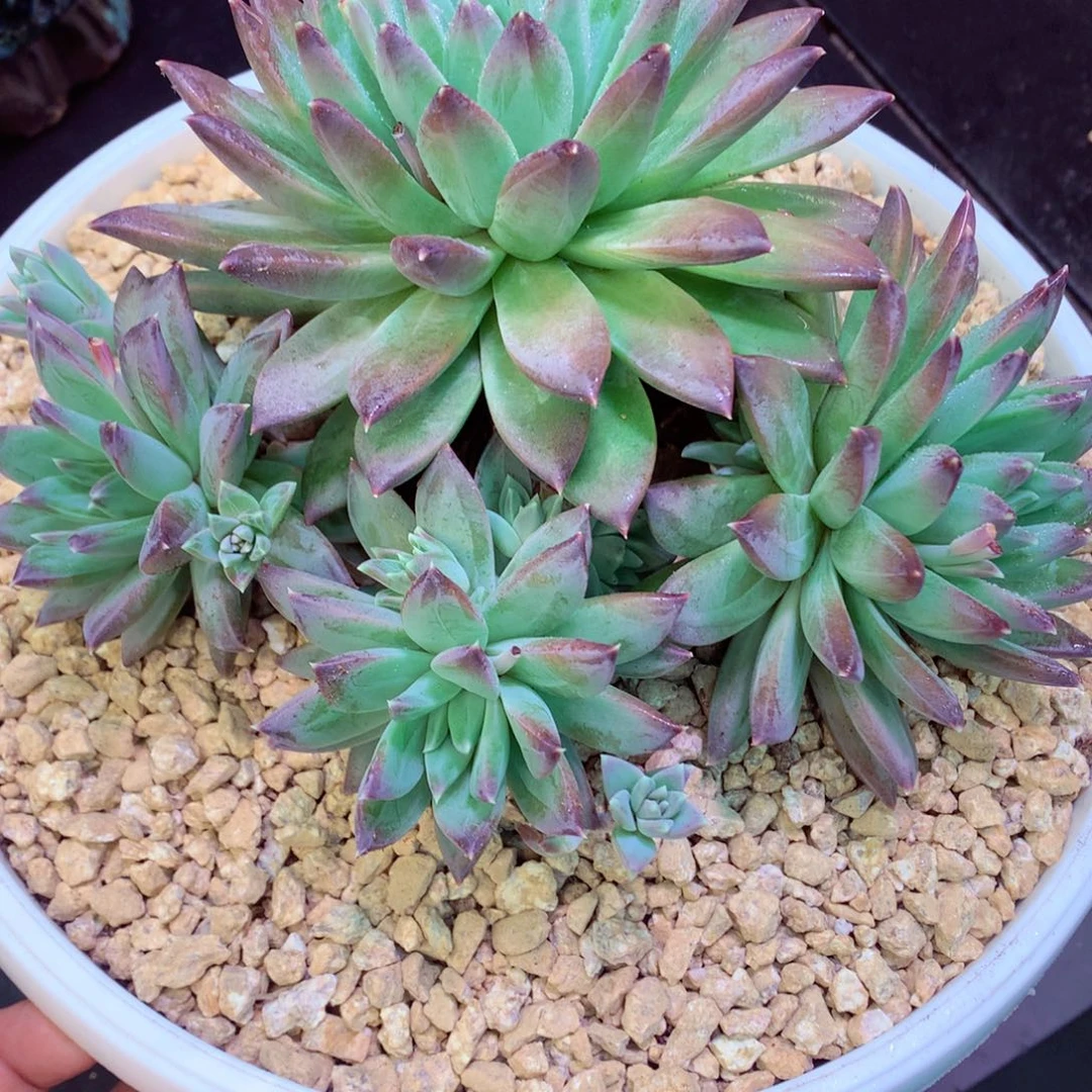 春****?耀影群生在在在在在在在在