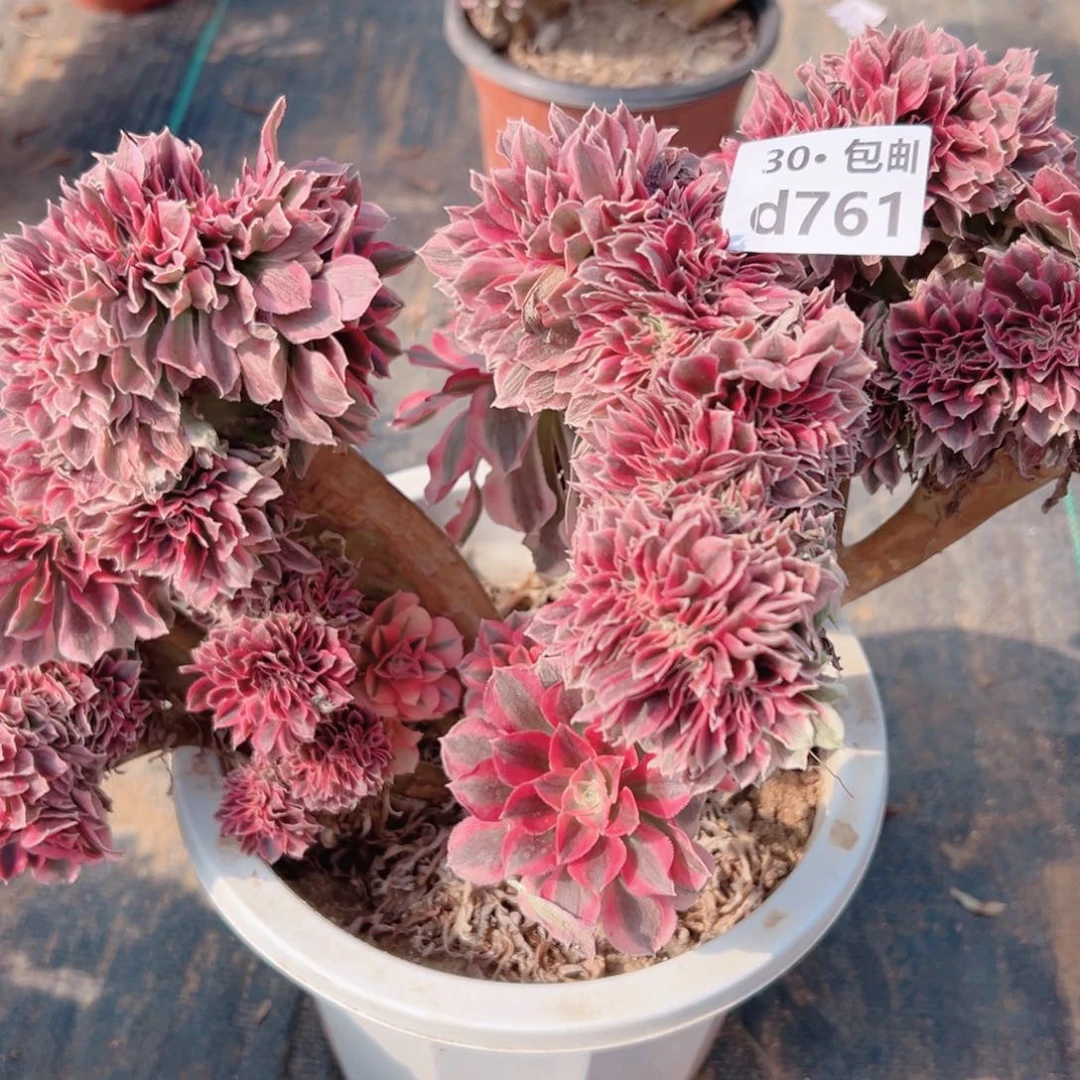 761女巫缀多肉法师