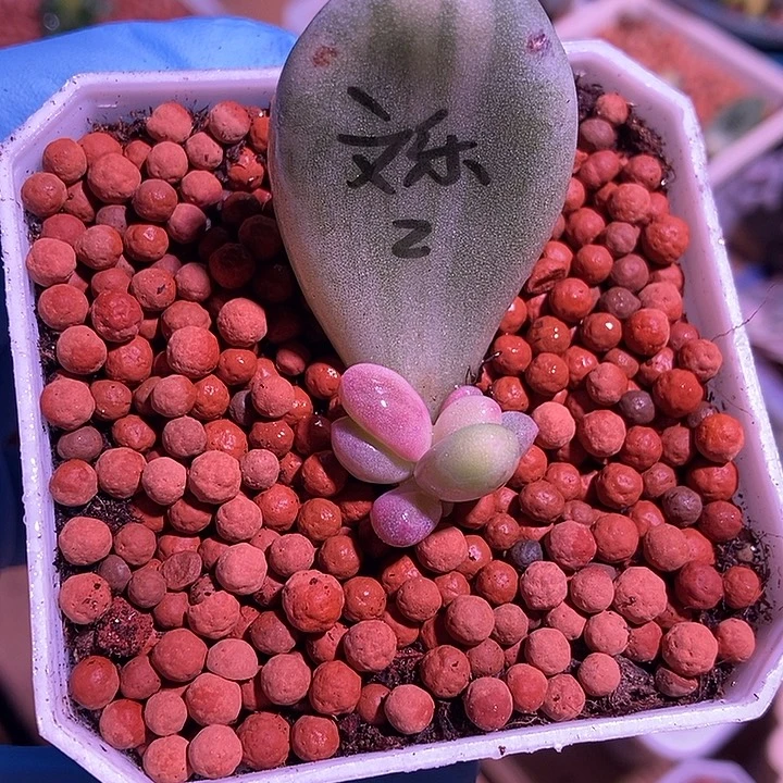文乐奶酪锦多肉植物