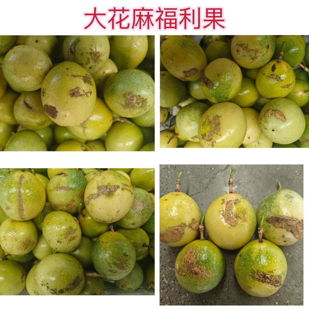 【福利果 中通】广西发货 广东钦蜜九号黄金百香果 净重3斤