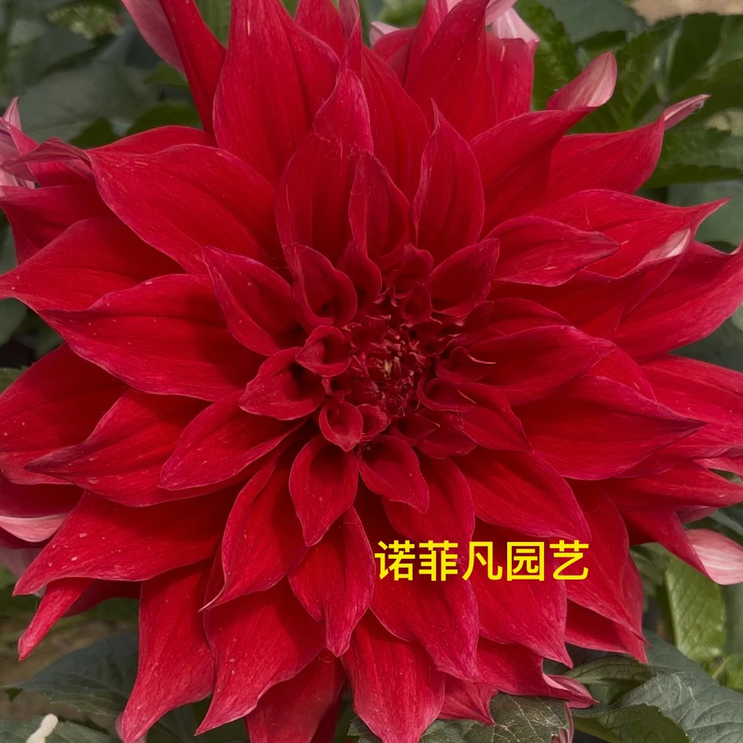 【大丽花大红宇宙】巨型大丽菊花盆栽耐寒植物开花大花带花苞