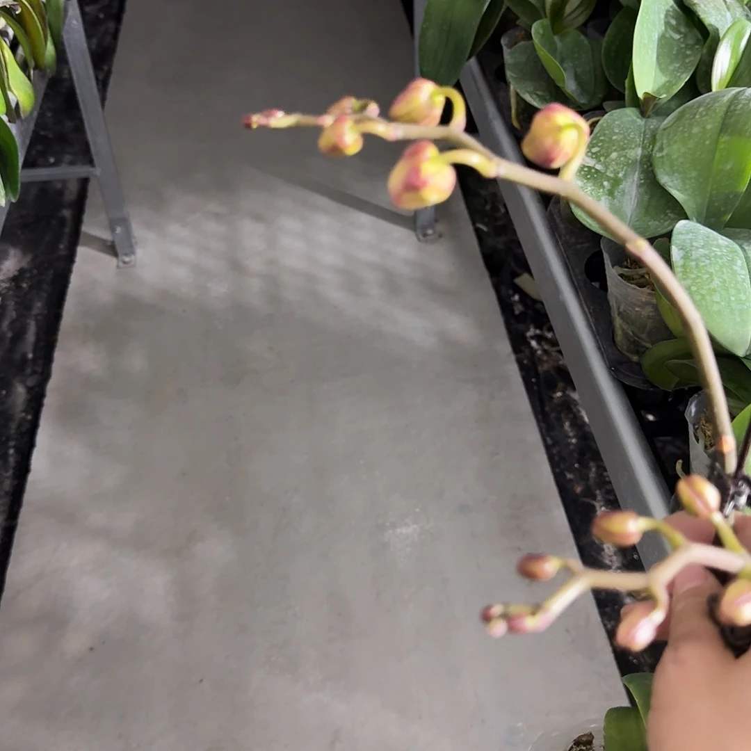 完全开放时**浅蝴蝶兰