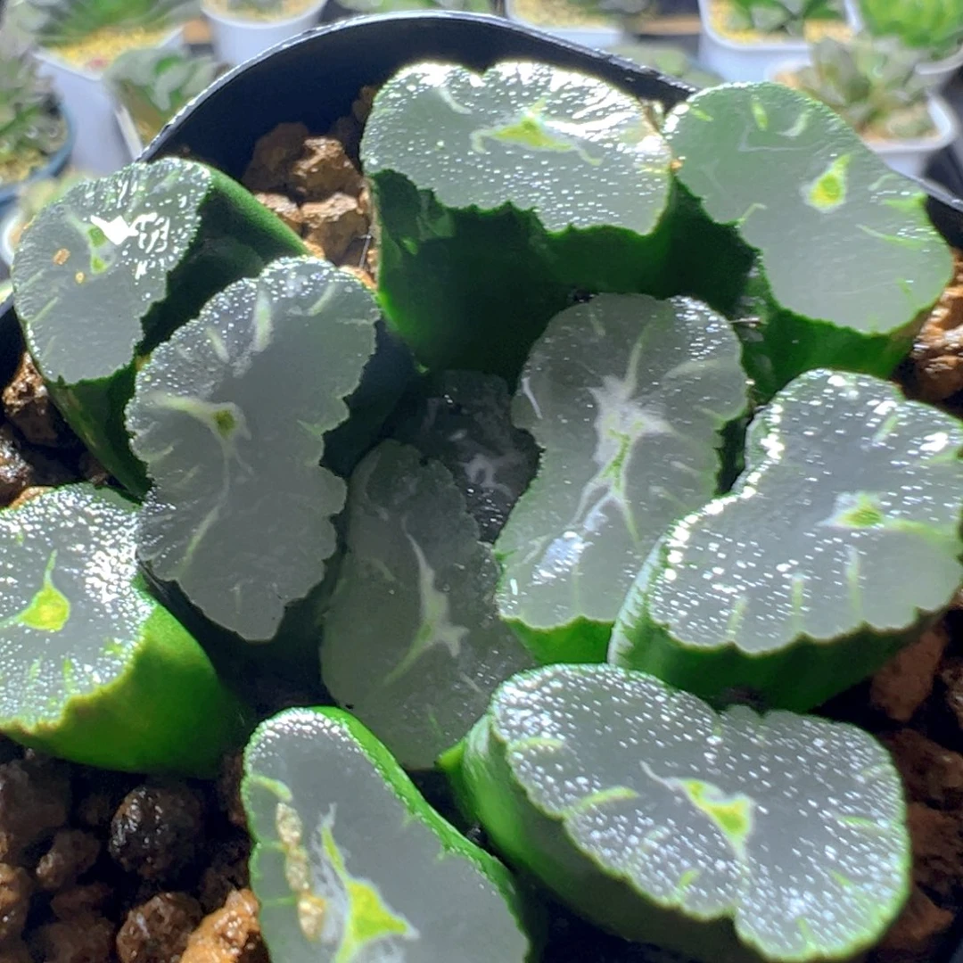 旋转万象多肉多肉