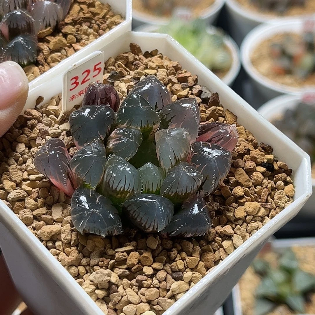 325实生玉露锦福利福利