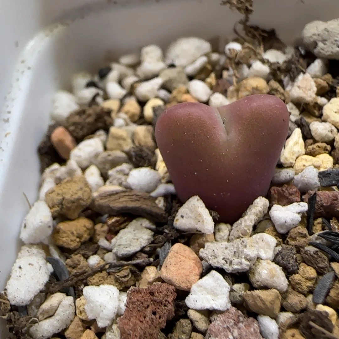 10.19。辛然园艺。兔酱。2041