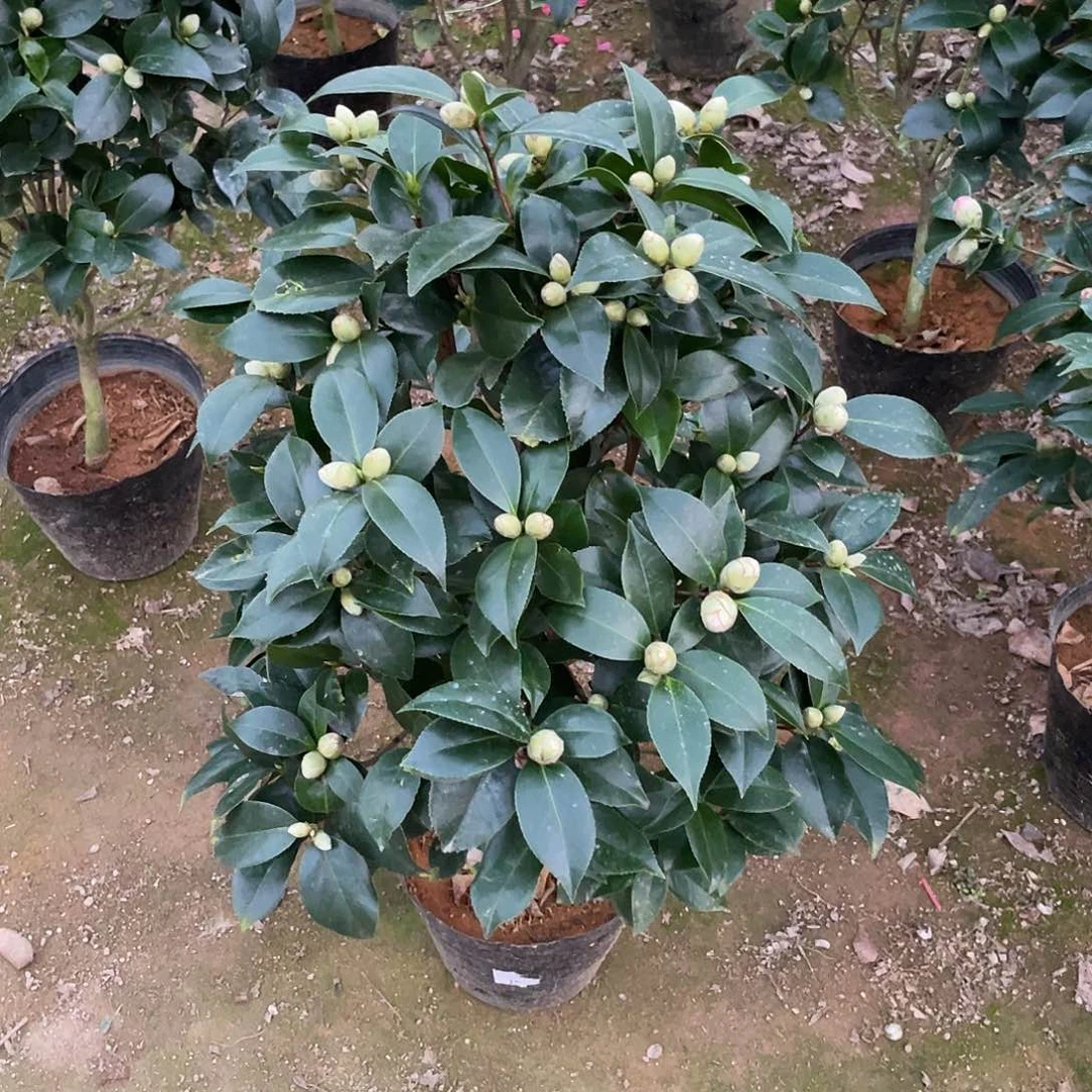 完全开放红赤丹茶花