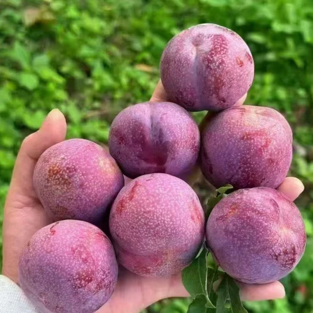 正宗茂名信宜红心三华李子新鲜现摘酸甜应季水果批发价