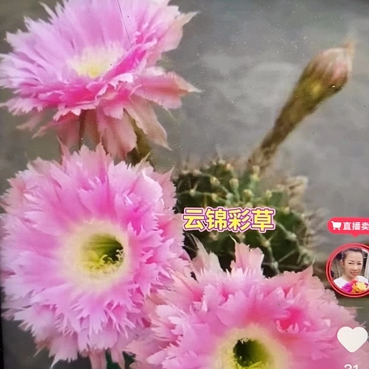 袖铺柱嫁接云锦彩草