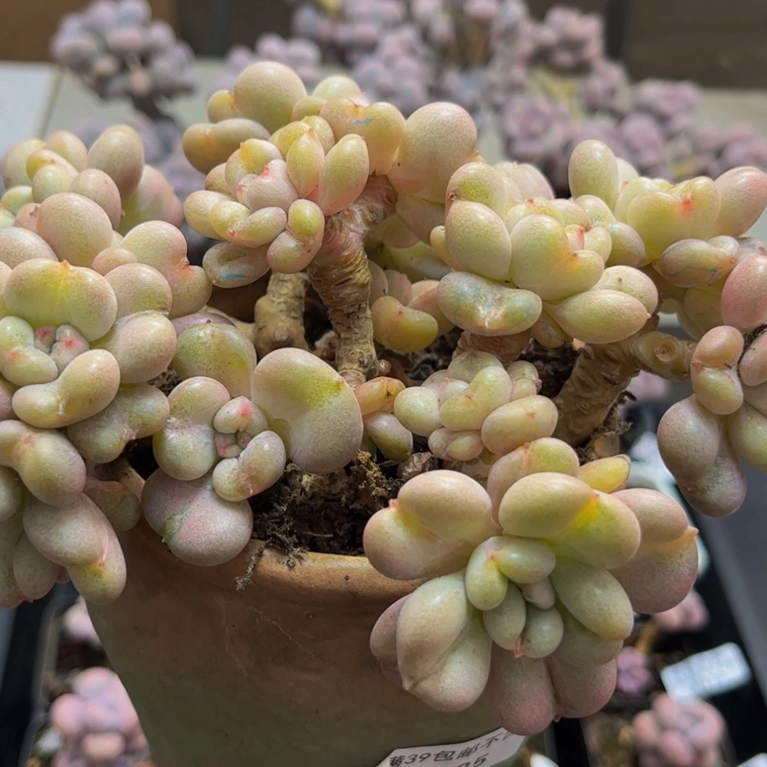 035/15cm比尔盖茨多肉