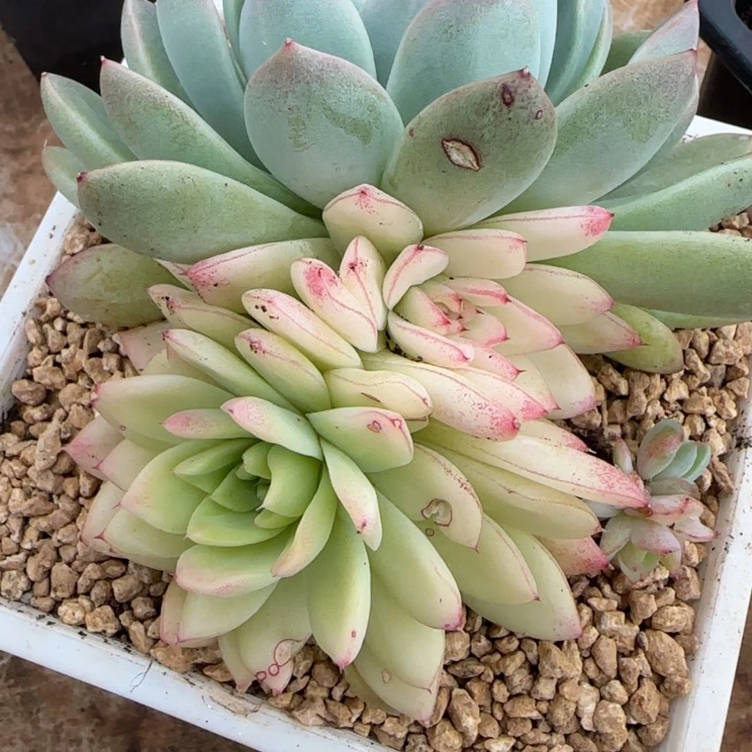 景天锦群多肉植物