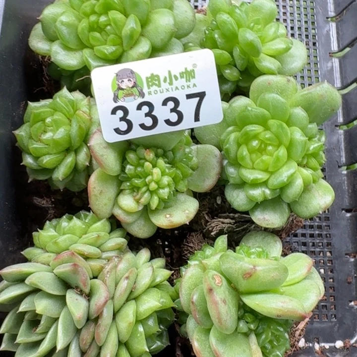 君***君无花朵多肉植物多肉植物