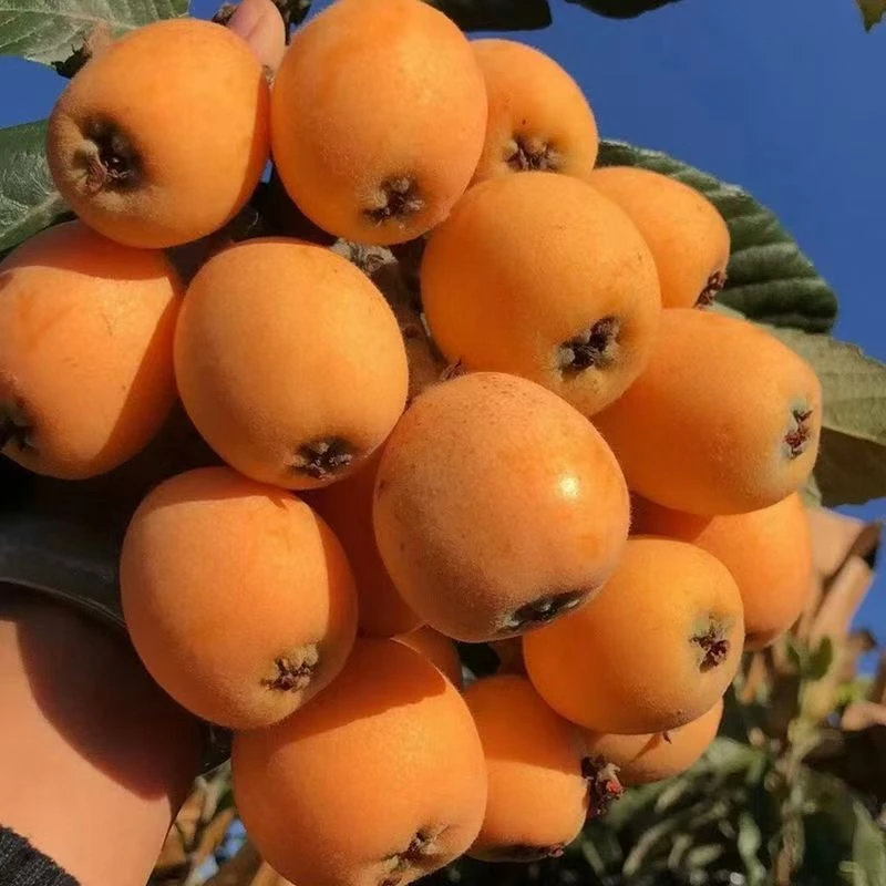 四川汶川高山五星枇杷果园直发自然成熟新鲜采摘皮薄肉厚鲜嫩多汁