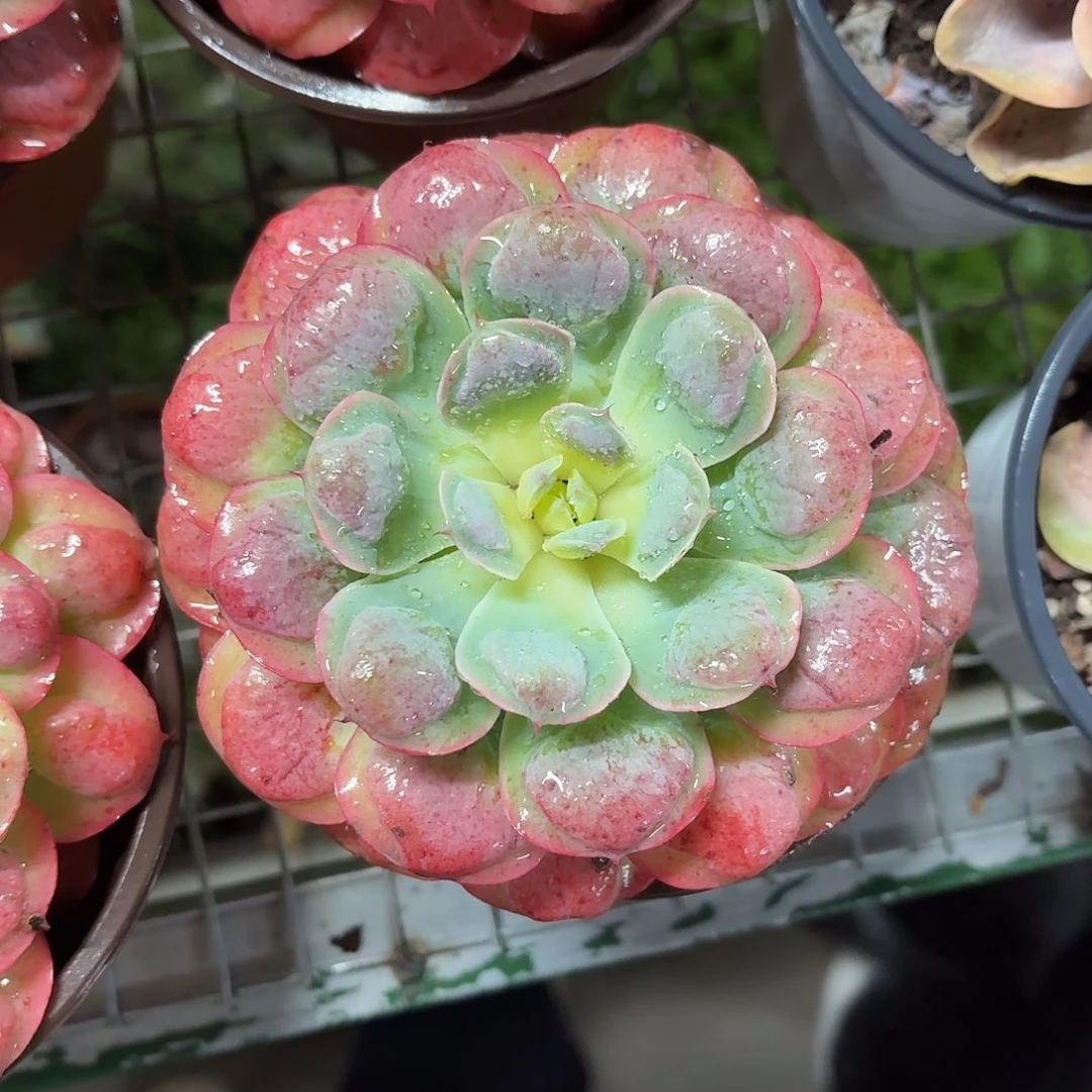 雨滴大单头12㎝盆参考