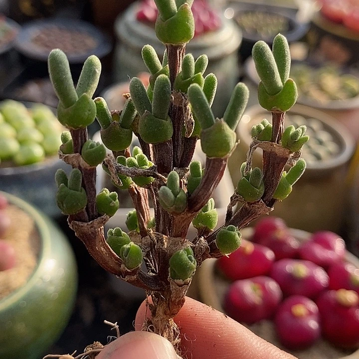 兔子群生老桩一颗