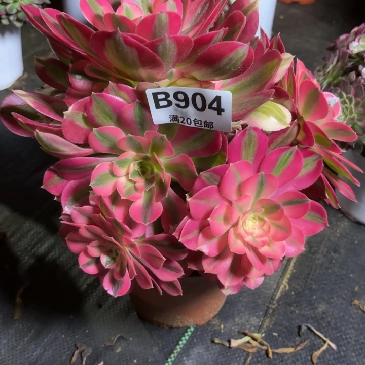 瑞妈一物一拍904