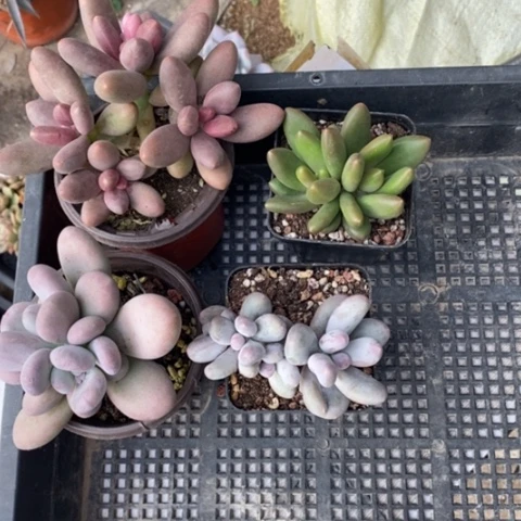 无花朵军*2420号一物一拍糖果