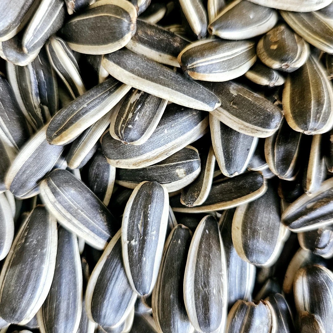 原味熟瓜子内蒙古新货葵花籽大颗粒皮薄好磕休闲零食坚果炒货