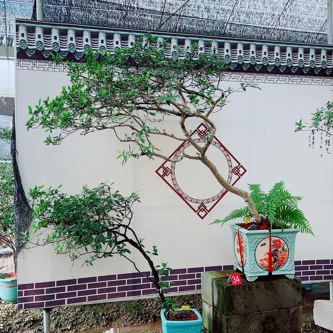 火***龙海岛栀子花一物一拍