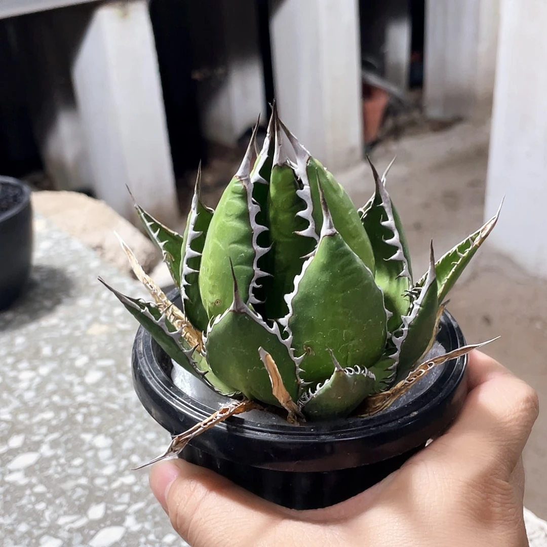 福利 强密刺霍丽达66666666666