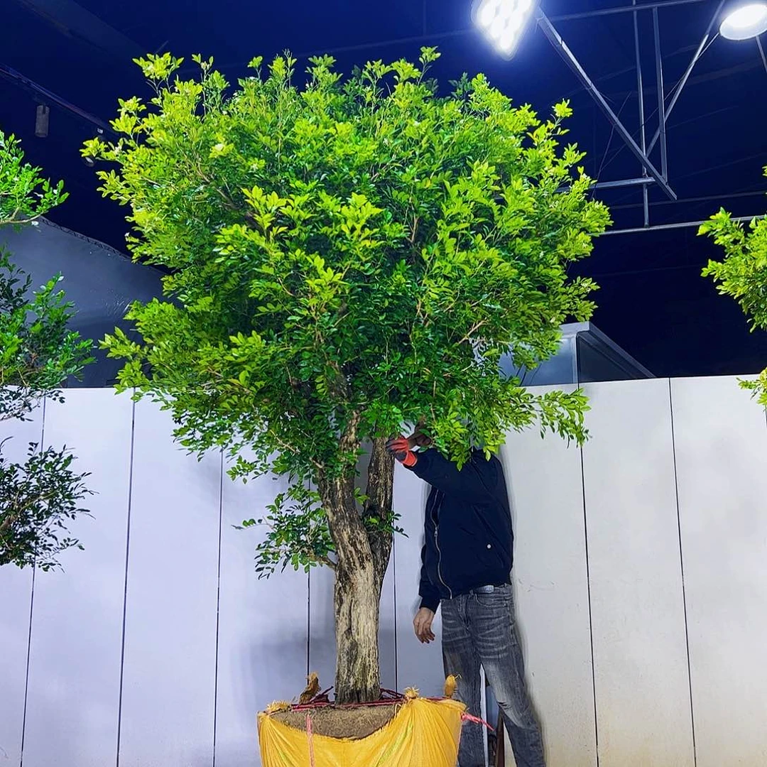 懂***你当前无花朵，栽培后可花朵