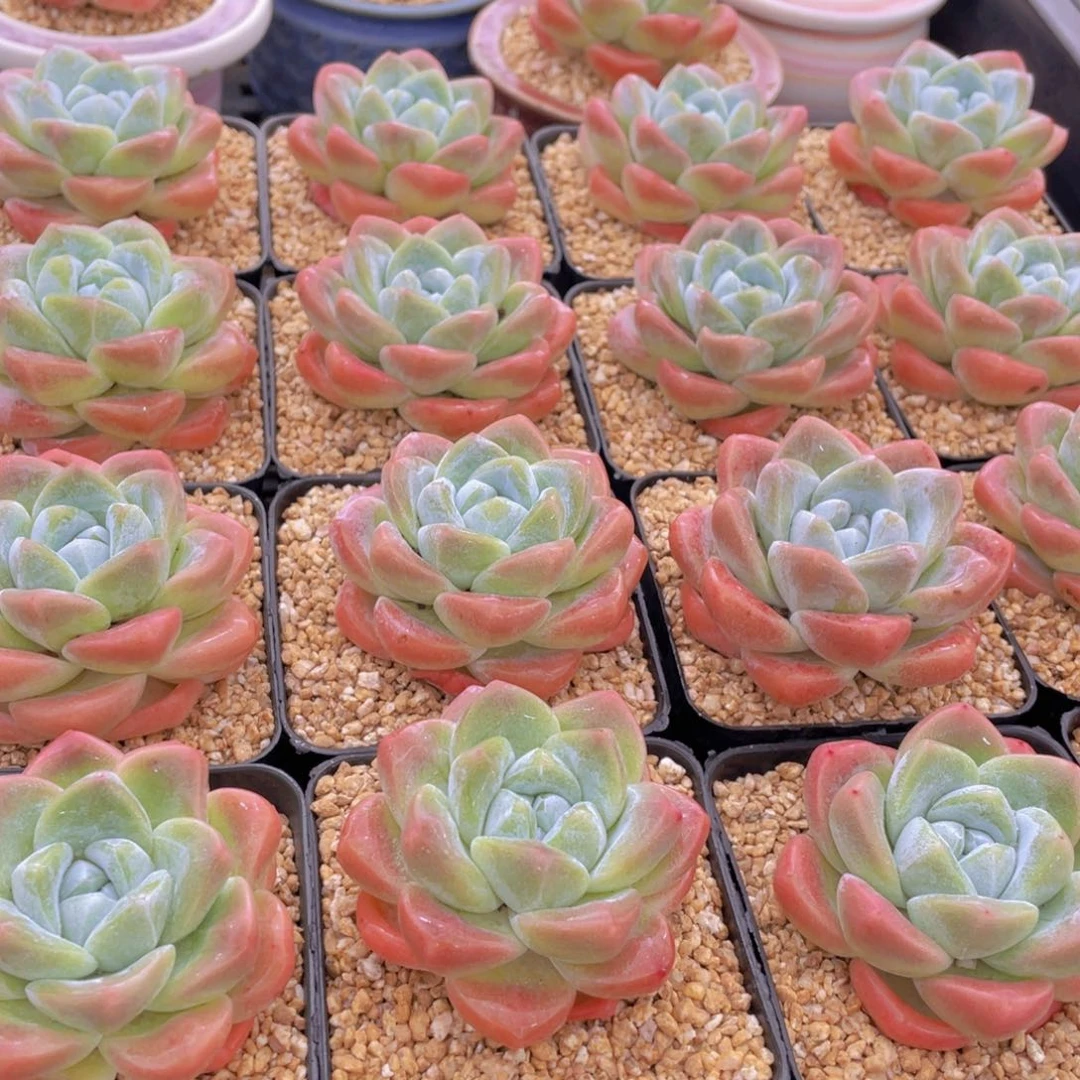 量拍1号 肥胖樱花钻石冰玉单头一个