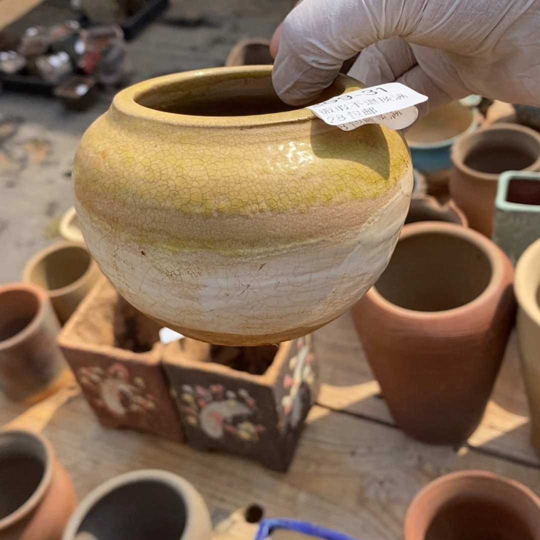 红陶往**烟31号多肉盆一个呀