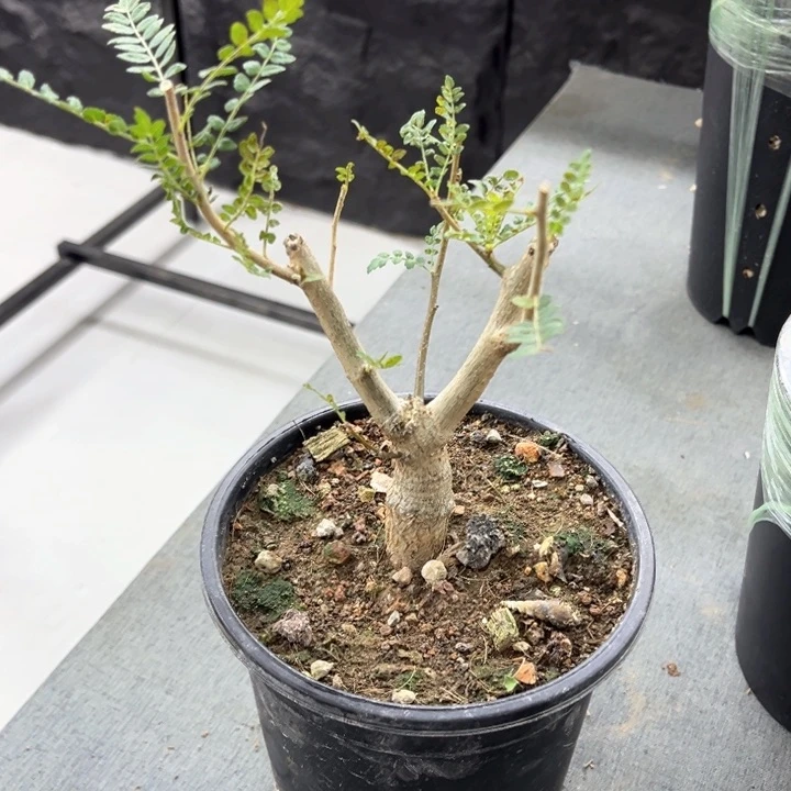 尼勒达乳香111111111