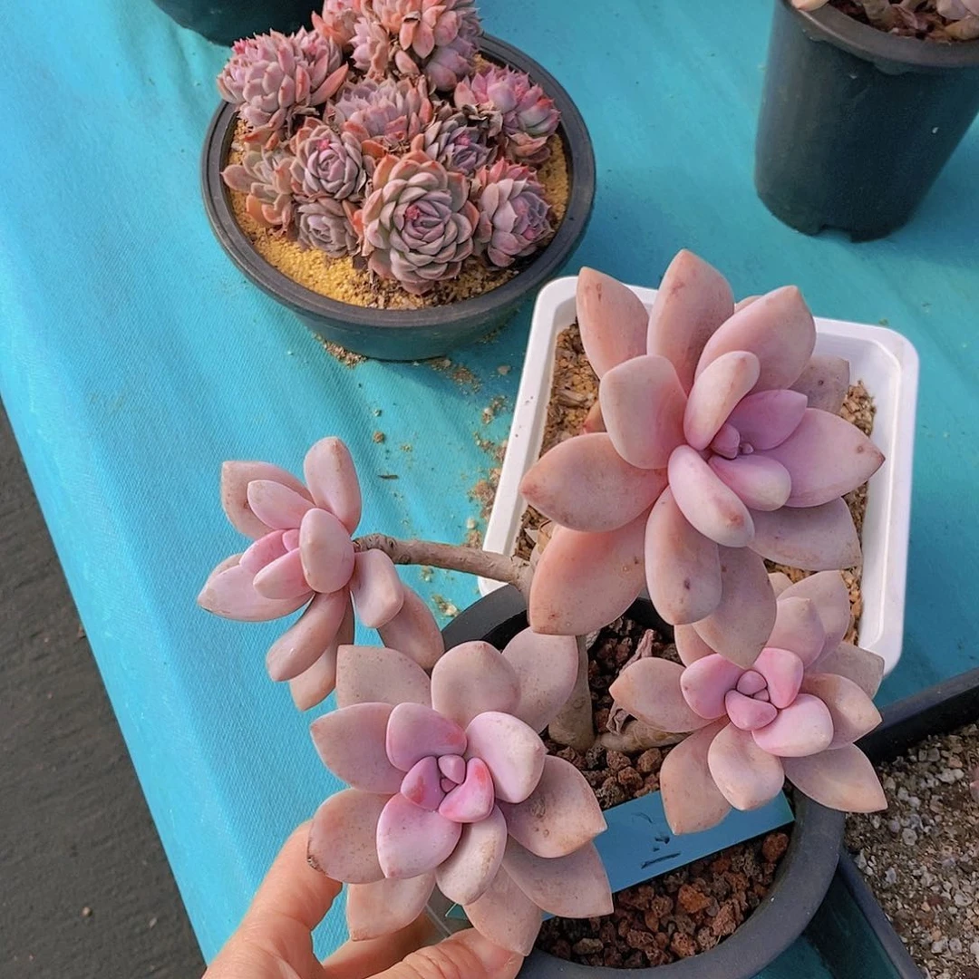 尘***忆821多肉植物老桩