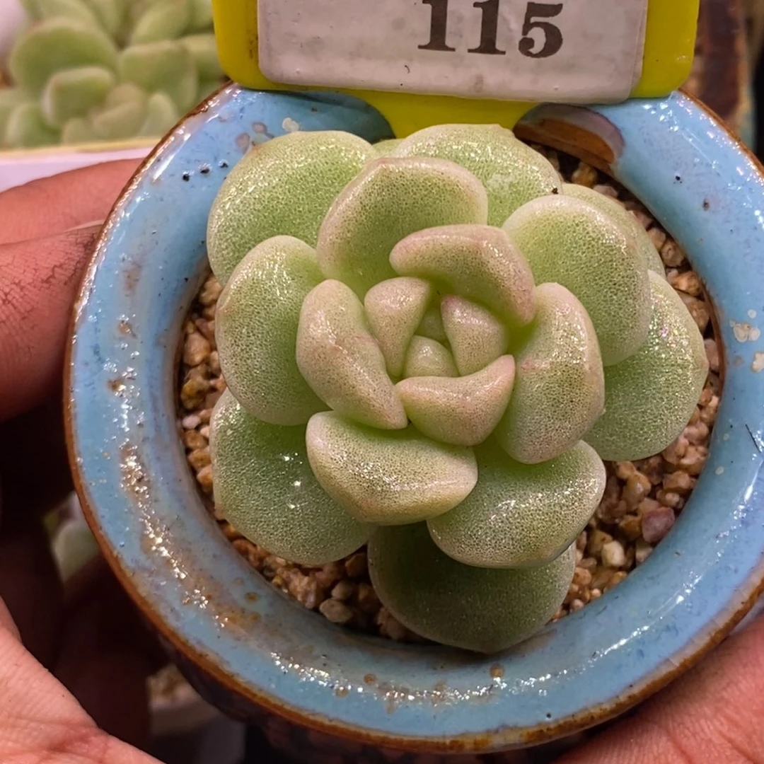 5115特，冰玉石化福利