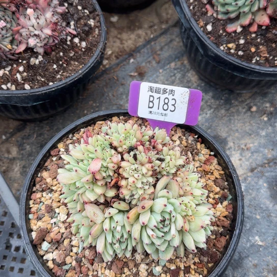 多肉植物原始绿爪最化带龙头