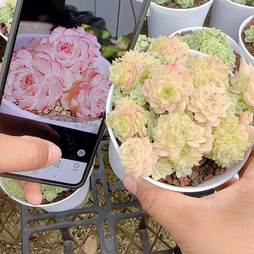 沐***苏1031-128（ttp-97）优选